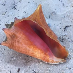 Meet your Posher, Dianne